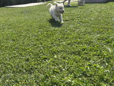 Golden Retriever puppies for sale