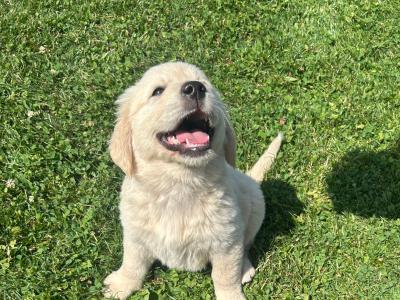 Golden Retriever puppies for sale