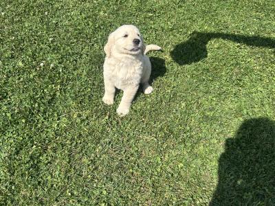 Golden Retriever puppies for sale