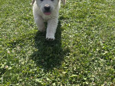 Golden Retriever puppies for sale