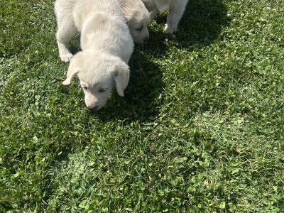 Golden Retriever puppies for sale