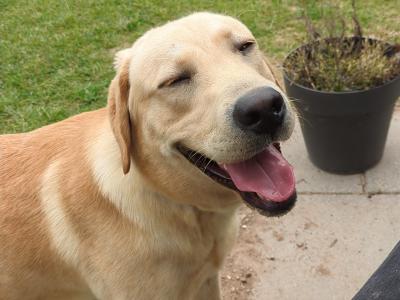 10 month old male golden Labrador dog for sale, needs large garden to play