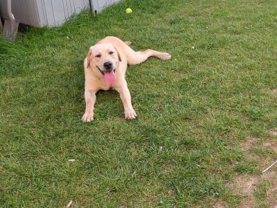 10 month old male golden Labrador dog for sale, needs large garden to play