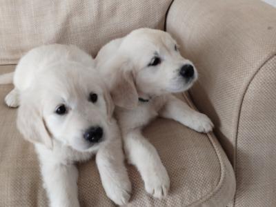IKC Registered Golden Retriever puppies in Wexford. Show Champion Parents