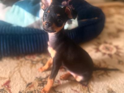 Male Russian Toy Terrier puppy DJ in Louth