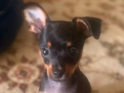 Male Russian Toy Terrier puppy DJ in Louth