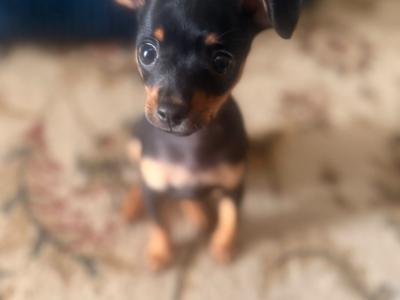 Male Russian Toy Terrier puppy DJ in Louth
