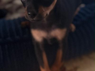 Male Russian Toy Terrier puppy DJ in Louth