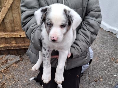 4 Beautiful Blue Merle Collie puppies left for sale in Cavan