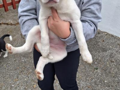 4 Beautiful Blue Merle Collie puppies left for sale in Cavan