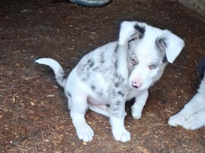 4 Beautiful Blue Merle Collie puppies left for sale in Cavan