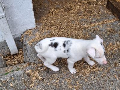 4 Beautiful Blue Merle Collie puppies left for sale in Cavan