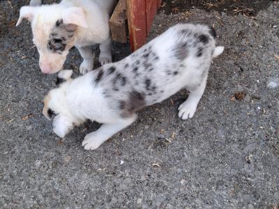 4 Beautiful Blue Merle Collie puppies left for sale in Cavan