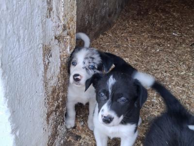 4 Beautiful Blue Merle Collie puppies left for sale in Cavan