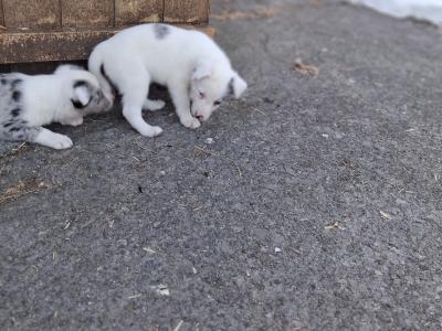 4 Beautiful Blue Merle Collie puppies left for sale in Cavan