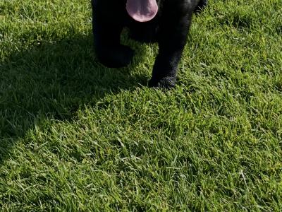Black Male Labrador  Puppy
