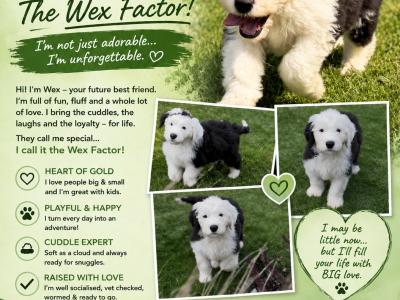 IKC Registered Old English Sheepdog puppies in Cavan. Champion Bloodlines | Shepardshollow