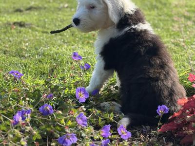 IKC Registered Old English Sheepdog puppies in Cavan. Champion Bloodlines | Shepardshollow