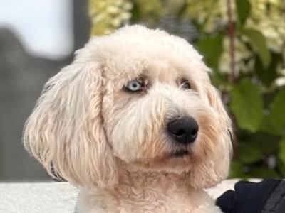 IKC Registered Old English Sheepdog puppies in Cavan. Champion Bloodlines | Shepardshollow