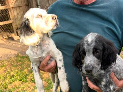 IKC Registered (pending) Purebred English Setter puppies in Laois