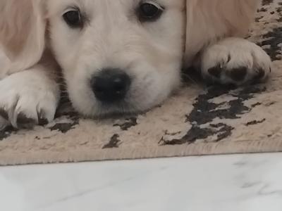IKC Registered Golden Retriever puppies in Wexford. Show Champion Parents