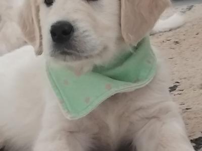 IKC Registered Golden Retriever puppies in Wexford. Show Champion Parents