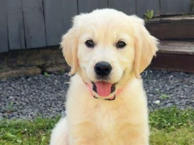 IKC Registered Golden Retriever puppies in Wexford. Show Champion Parents