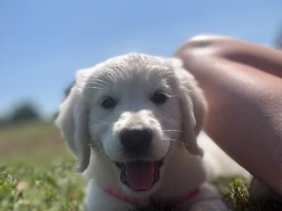 IKC Registered Golden Retriever puppies in Wexford. Show Champion Parents