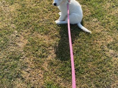 IKC Registered Golden Retriever puppies in Wexford. Show Champion Parents