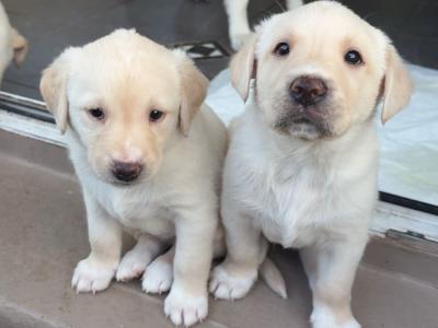 Labrador puppies in Meath