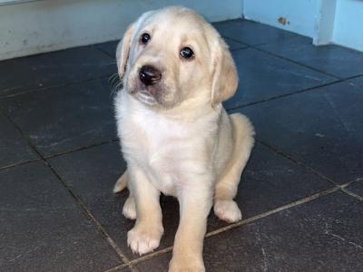 Labrador puppies in Meath