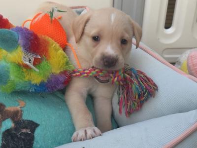 Labrador puppies in Meath