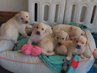 Labrador puppies in Meath