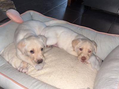 Labrador puppies in Meath