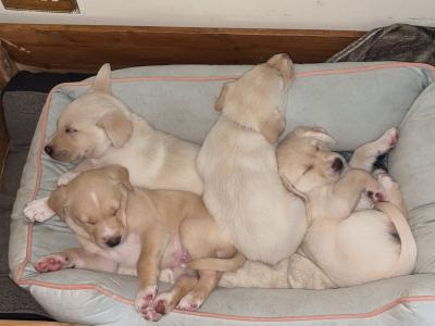 Labrador puppies in Meath