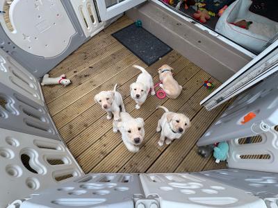 Labrador puppies in Meath