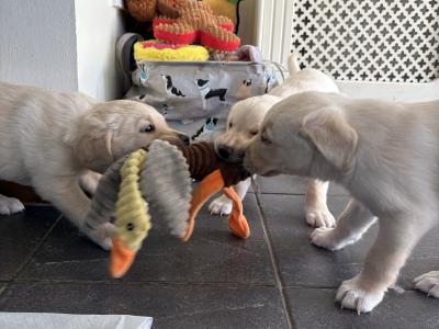 Labrador puppies in Meath
