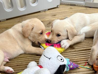 Labrador puppies in Meath