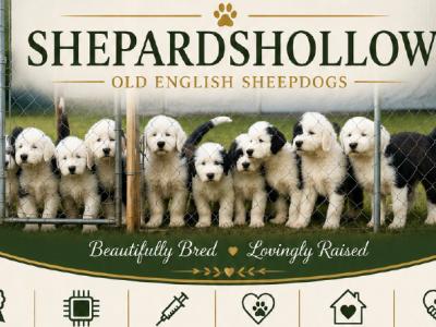 IKC Registered Old English Sheepdog puppies in Cavan. Champion Bloodlines | Shepardshollow