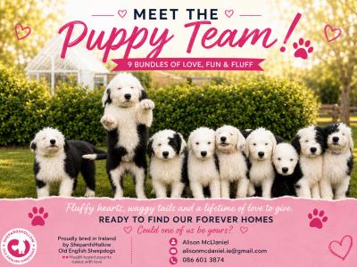IKC Registered Old English Sheepdog puppies in Cavan. Champion Bloodlines | Shepardshollow