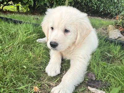 IKC Registered Golden Retriever puppies in Offaly