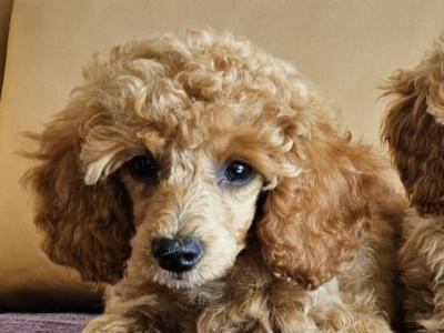 Poodle puppies in Down
