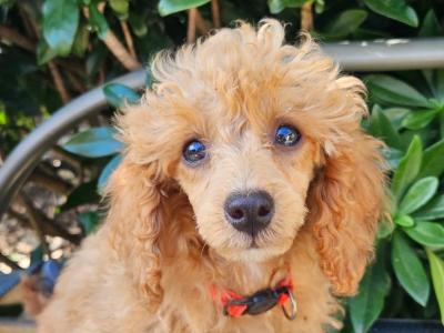 Poodle puppies in Down