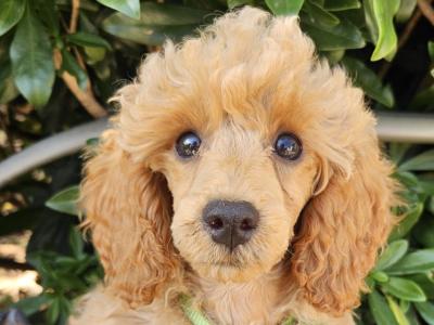 Poodle puppies in Down