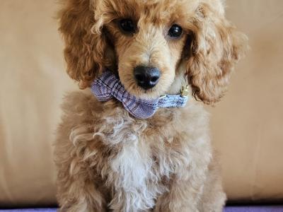 Poodle puppies in Down