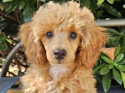 Poodle puppies in Down