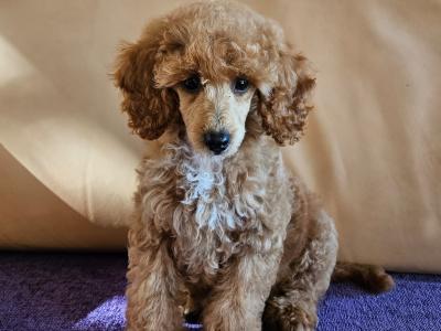 Poodle puppies in Down