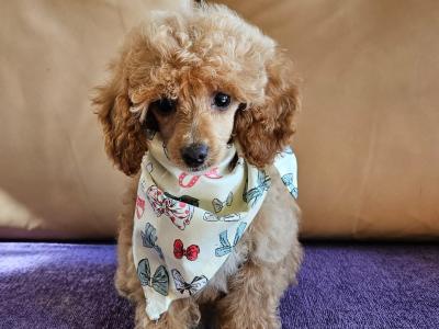 Poodle puppies in Down