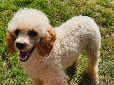 Poodle puppies in Down