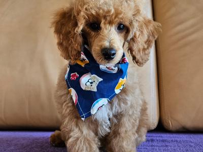 Poodle puppies in Down